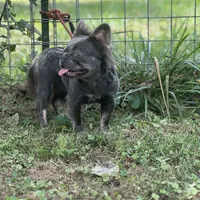 Kola, a male French Bulldog for sale in Chickamauga, GA – Photo 2 of 8