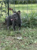 Kola, a male French Bulldog for sale in Chickamauga, GA – Photo 2 of 8