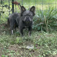 Kola, a male French Bulldog for sale in Chickamauga, GA – Photo 1 of 8