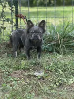 Kola, a male French Bulldog for sale in Chickamauga, GA – Photo 1 of 8