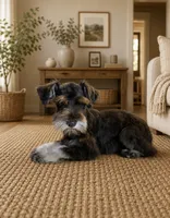 Max, a male Miniature Schnauzer for sale in Chickamauga, GA – 3 of 3