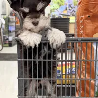 Tilly, a female Miniature Schnauzer for sale in Chickamauga, GA – Photo 10 of 10