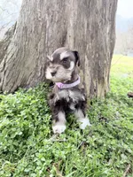 Tilly, a female Miniature Schnauzer for sale in Chickamauga, GA – Photo 6 of 9