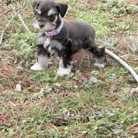 Tilly, a female Miniature Schnauzer for sale in Chickamauga, GA – Photo 7 of 10
