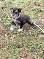 Tilly, a female Miniature Schnauzer for sale in Chickamauga, GA – Photo 9 of 9