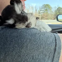 Tilly, a female Miniature Schnauzer for sale in Chickamauga, GA – Photo 9 of 10