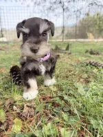 Tilly, a female Miniature Schnauzer for sale in Chickamauga, GA – Photo 5 of 9