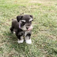 Tilly, a female Miniature Schnauzer for sale in Chickamauga, GA – Photo 6 of 10