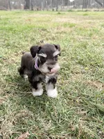 Tilly, a female Miniature Schnauzer for sale in Chickamauga, GA – Photo 8 of 9