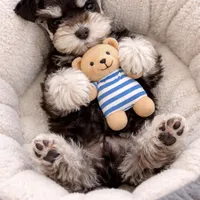 Tilly, a female Miniature Schnauzer for sale in Chickamauga, GA – Photo 1 of 10