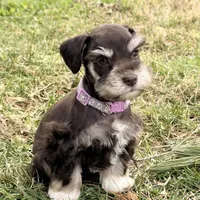 Tilly, a female Miniature Schnauzer for sale in Chickamauga, GA – Photo 2 of 10