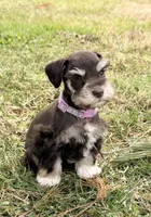 Tilly, a female Miniature Schnauzer for sale in Chickamauga, GA – Photo 1 of 9