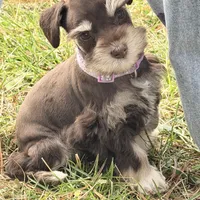 Tilly, a female Miniature Schnauzer for sale in Chickamauga, GA – Photo 3 of 10