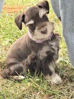 Tilly, a female Miniature Schnauzer for sale in Chickamauga, GA – Photo 2 of 9