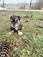 Tilly, a female Miniature Schnauzer for sale in Chickamauga, GA – Photo 7 of 9