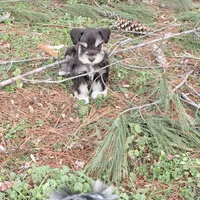 Tilly, a female Miniature Schnauzer for sale in Chickamauga, GA – Photo 4 of 10