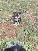 Tilly, a female Miniature Schnauzer for sale in Chickamauga, GA – Photo 3 of 9