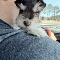 Tilly, a female Miniature Schnauzer for sale in Chickamauga, GA – Photo 8 of 10