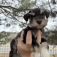 Tilly, a female Miniature Schnauzer for sale in Chickamauga, GA – Photo 5 of 10