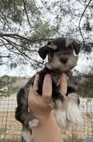 Tilly, a female Miniature Schnauzer for sale in Chickamauga, GA – Photo 4 of 9