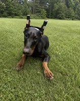 Penny , a female Doberman Pinscher for sale in Chickamauga, GA – 2 of 2