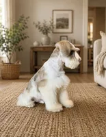 Oscar, a male Miniature Schnauzer for sale in Chickamauga, GA – 3 of 3