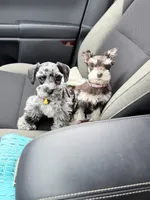 Layla, a female Miniature Schnauzer for sale in Chickamauga, GA – Photo 3 of 3