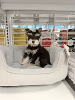 Layla, a female Miniature Schnauzer for sale in Chickamauga, GA – Photo 2 of 3