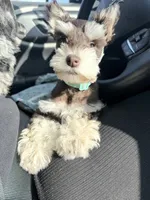Layla, a female Miniature Schnauzer for sale in Chickamauga, GA – Photo 1 of 3