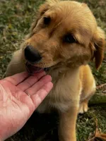 Lady, a female Golden Retriever for sale in Chickamauga, GA – Photo 2 of 5