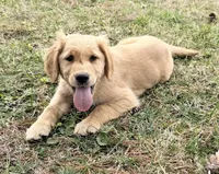 Lady, a female Golden Retriever for sale in Chickamauga, GA – Photo 4 of 5