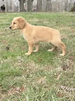 Lady, a female Golden Retriever for sale in Chickamauga, GA – Photo 5 of 5