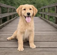 Lady, a female Golden Retriever for sale in Chickamauga, GA – Photo 1 of 5