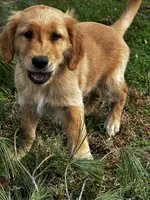 Lady, a female Golden Retriever for sale in Chickamauga, GA – Photo 3 of 5