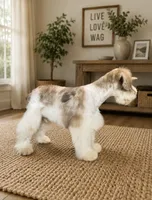 Oscar, a male Miniature Schnauzer for sale in Chickamauga, GA – 2 of 3