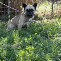Milly, a female French Bulldog for sale in Chickamauga, GA – Photo 6 of 8