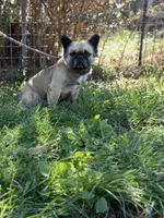 Milly, a female French Bulldog for sale in Chickamauga, GA – Photo 6 of 8