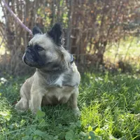 Milly, a female French Bulldog for sale in Chickamauga, GA – Photo 4 of 8