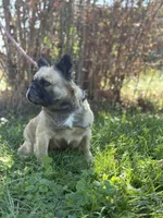 Milly, a female French Bulldog for sale in Chickamauga, GA – Photo 4 of 8