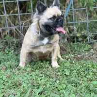 Milly, a female French Bulldog for sale in Chickamauga, GA – Photo 2 of 8