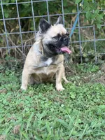 Milly, a female French Bulldog for sale in Chickamauga, GA – Photo 2 of 8