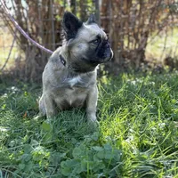 Milly, a female French Bulldog for sale in Chickamauga, GA – Photo 1 of 8