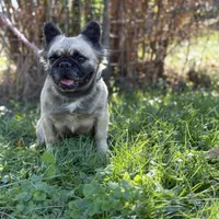 Milly, a female French Bulldog for sale in Chickamauga, GA – Photo 5 of 8