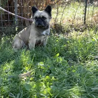 Milly, a female French Bulldog for sale in Chickamauga, GA – Photo 7 of 8