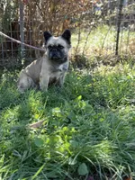 Milly, a female French Bulldog for sale in Chickamauga, GA – Photo 7 of 8