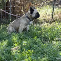 Milly, a female French Bulldog for sale in Chickamauga, GA – Photo 8 of 8