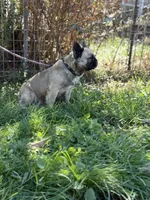 Milly, a female French Bulldog for sale in Chickamauga, GA – Photo 8 of 8