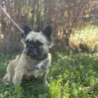 Milly, a female French Bulldog for sale in Chickamauga, GA – Photo 3 of 8