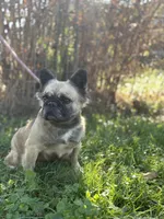 Milly, a female French Bulldog for sale in Chickamauga, GA – Photo 3 of 8