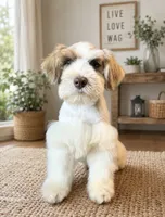 Oscar, a male Miniature Schnauzer for sale in Chickamauga, GA – 1 of 3